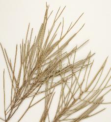 © Landcare Research 